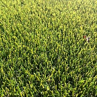 *KunstGras Art Emerald Poolhoogte 25 mm( 4 meter breed )