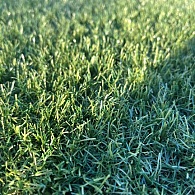 *Kunstgras Cachet 40 mm ( rol van 4 meter )