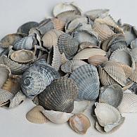 Schone schelpen grijs uit de Waddenzee ( BK ) in Bigbag