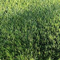 *Kunstgras Save 40 ( 5 meter breed )