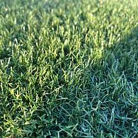 *Kunstgras Cachet 40 mm ( rol van 4 meter )